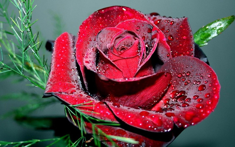 dewy, rose, 1080P, luiza, nature, flower, water, love, 3d and abstract, sign