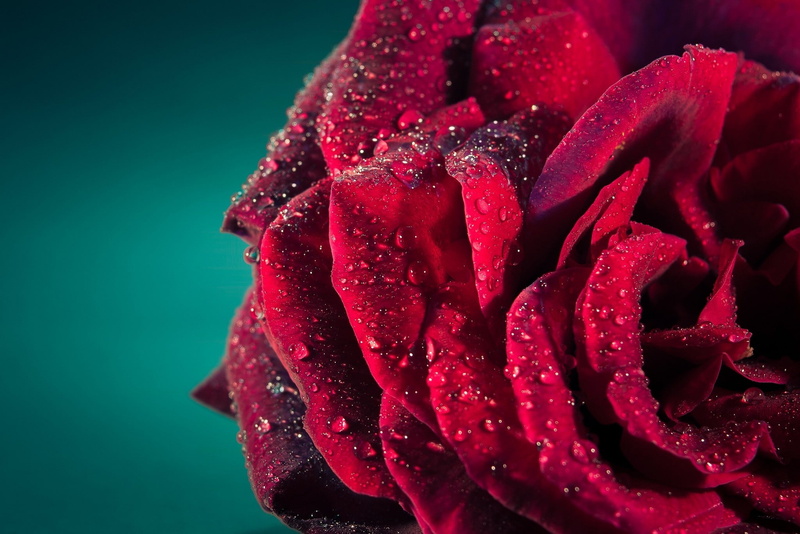 flowers, rose, water drops, 1080P