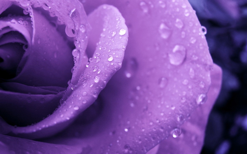 1080P, macro, purple flowers, flowers, plants, rose, water drops