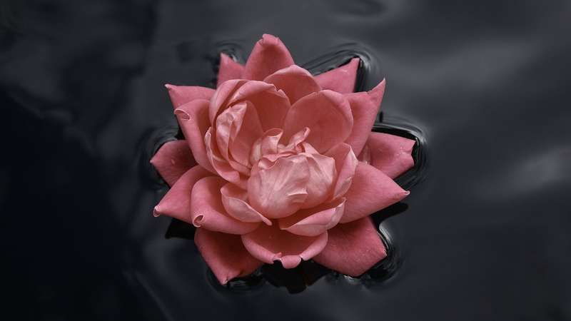 flowers, pink flowers, roses, 1080P, in water