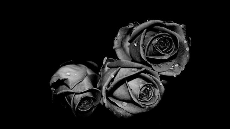 plant, petal, fragility, black background, night, monochrome, cut out, close-up, rose - flower, flower, 720P, flowers, freshness, beauty in nature, rose