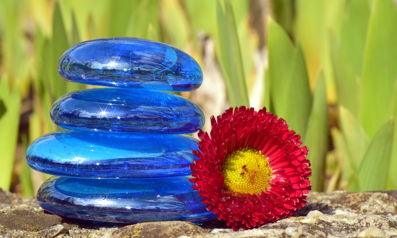 small, multi colored, flowering plant, nature, focus on foreground, stacked, balance, flower, beauty in nature, close-up, blossom, day, freshness, stone