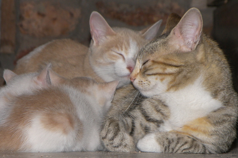 eyes closed, cats, no people, mammal, animal themes, together, togetherness, whisker, indoors, animal head, 2K, domestic, resting, domestic animals, animal