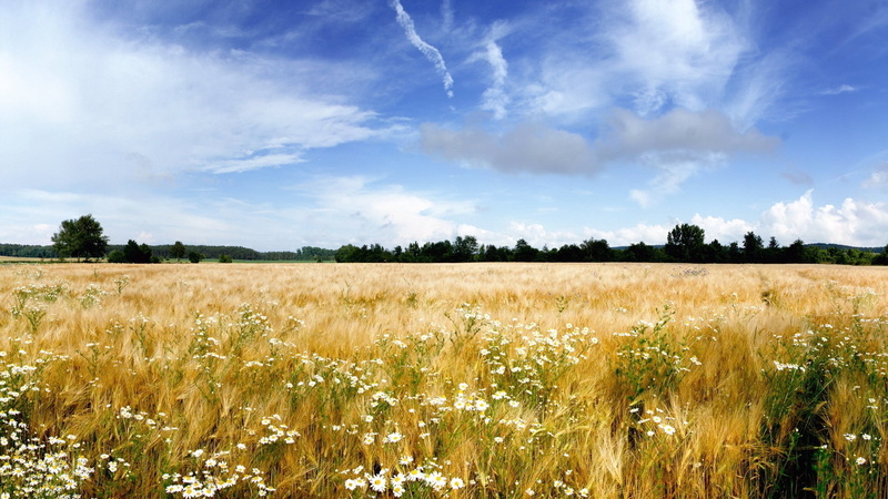 yellow, sun, 1080P, tranquil scene, summer, cereal Plant, nature, green Color, no People, non-Urban Scene, field, farm, idyllic, camomiles, cloud - Sky