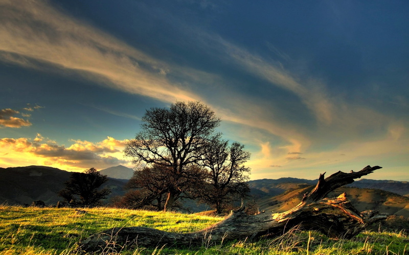dead plant, backgrounds, dawn, sun, sunset, meadow, sunlight, dusk, rural Scene, morning, sky, no People, outdoors, bare tree, summer, brown, tree, idyllic