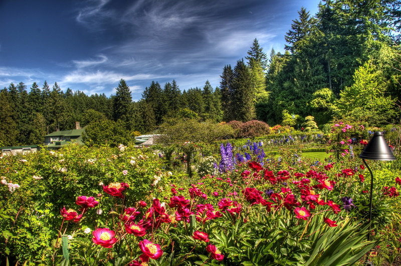 flower, flora, tranquility, land, mountain, lamp, day, brightly, flowers, garden, grass, meadow, park - Man Made Space, freshness, roses, forest, outdoors