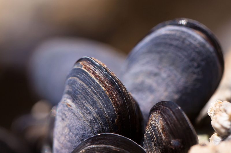 metal, coastal, macro, industry, business, mytilus, grey, food, mussels, watt area, indoors, focus on foreground, nature, occupation, architecture, personal perspective