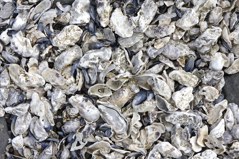 no people, sea, animal wildlife, close, pebble, directly above, grey, mussels, blue violet, textured, rock - object, pattern, full frame, high angle view