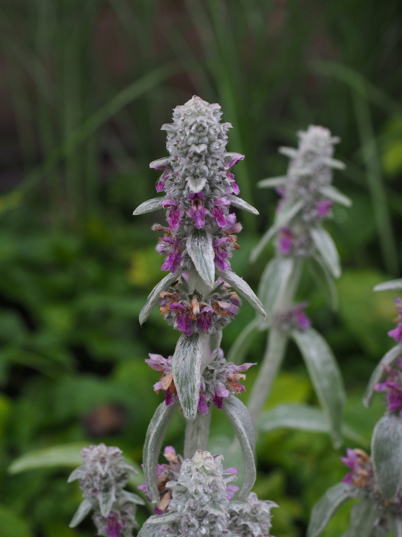 shrub, freshness, dogs ear, violet, close-up, growth, greyish, stachys lanata, rabbit ear, beauty in nature, plant, woolly, flowers, hairy, grey, grey leaves and