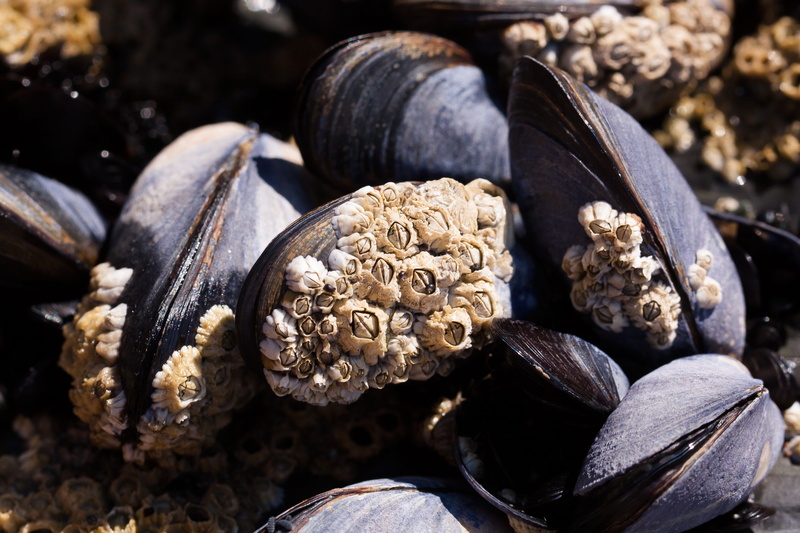 shell, healthy eating, mytilus, brown, close-up, group of objects, freshness, coastal region, blue violet, large group of objects, textured, nut, nature