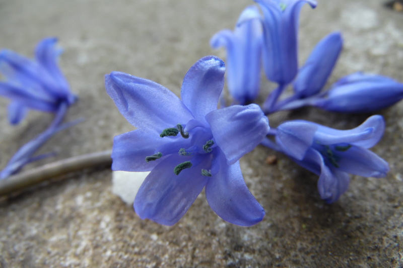 beauty in nature, grey, freshness, flower, spring, no people, growth, inflorescence, flower head, vulnerability, flowers, plant, flowering plant, springtime