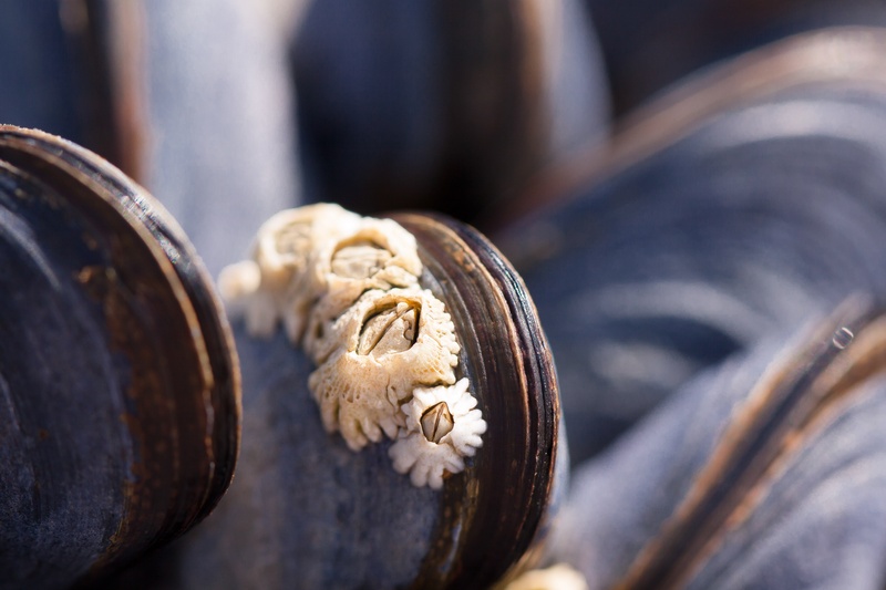 barnacles, no people, sculpture, close-up, grey, macro, history, body part, mussels, the past, focus on foreground, animals in the wild, shell, day, mytilus
