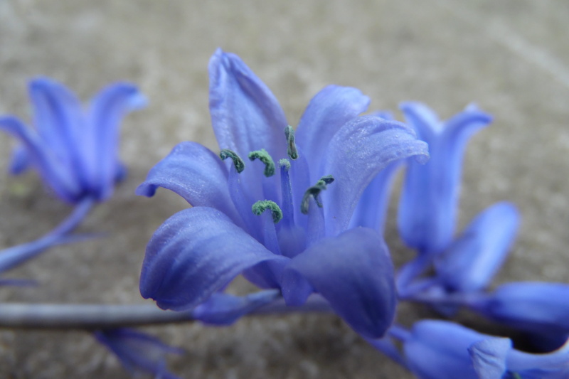 vulnerability, iris, beauty in nature, blue-violet, violet, softness, petal, 4K, no people, focus on foreground, fragility, outdoors, plants, day, plant