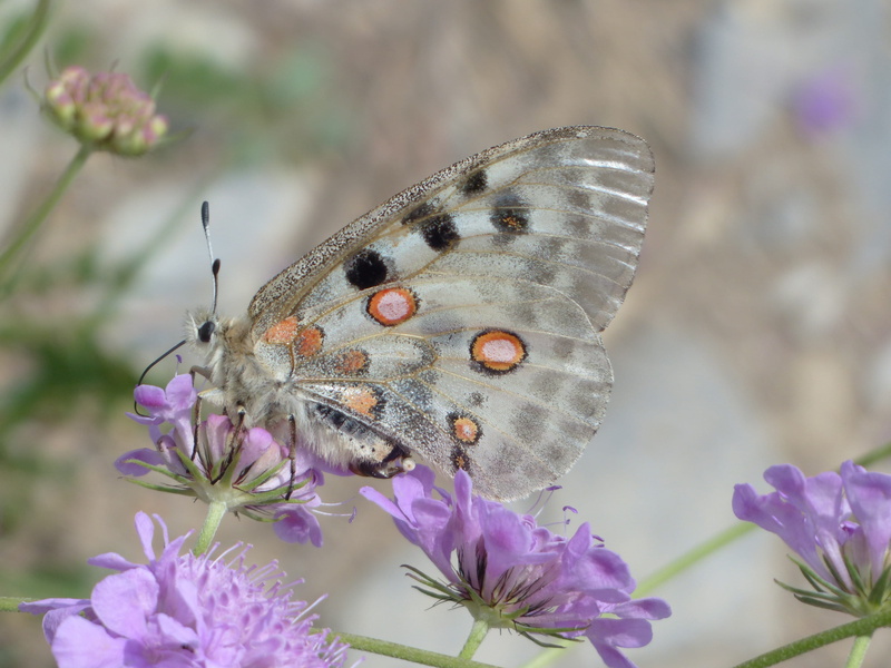 field scabious, knautia arvensis, macro, vulnerability, animal themes, outdoors, protected, one animal, butterfly, black, petal, field scabiosa pincushion flower