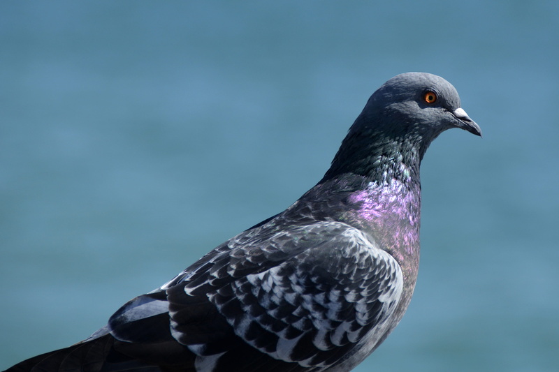 one animal, perching, green, close-up, bird, profile view, blue, grey, bill, animal, no people, violet, outdoors, pigeon, street deaf, animals in the wild
