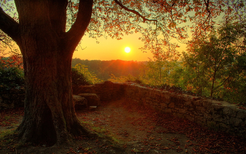 morning, scenics, night, forest, green Color, tranquil Scene, yellow, stone, dusk, decline, nature, landscape, orange Color, bush, season, evening, gold Colored