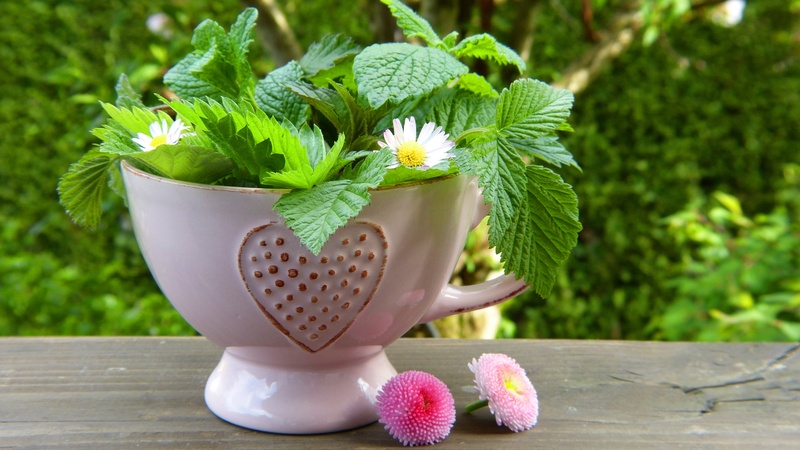 nature, green Color, herbal tea, wild herbs, pesticidal, potted, garden, plant, teacup, tea herbs, detox, naturopathy, flowers, leaf, detoxify, medicinal herb