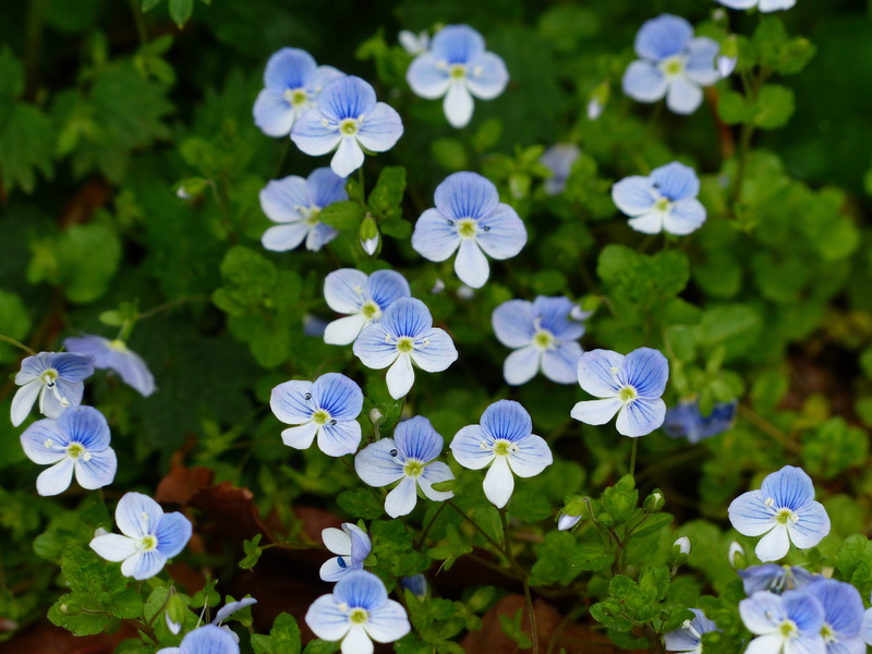 nature, poisonous plant, grassland plants, blossom, plantaginaceae, petal, storm flower, purple, veronica chamaedrys, blue, wild plant, no people, flower