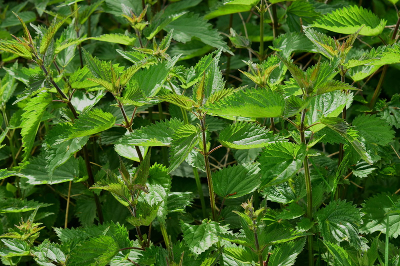 lush foliage, foliage, burning hair, day, plant part, naturopathy, green, medicinal plant, botany, stinging nettle, nettle leaf, plant, small nettle, nature