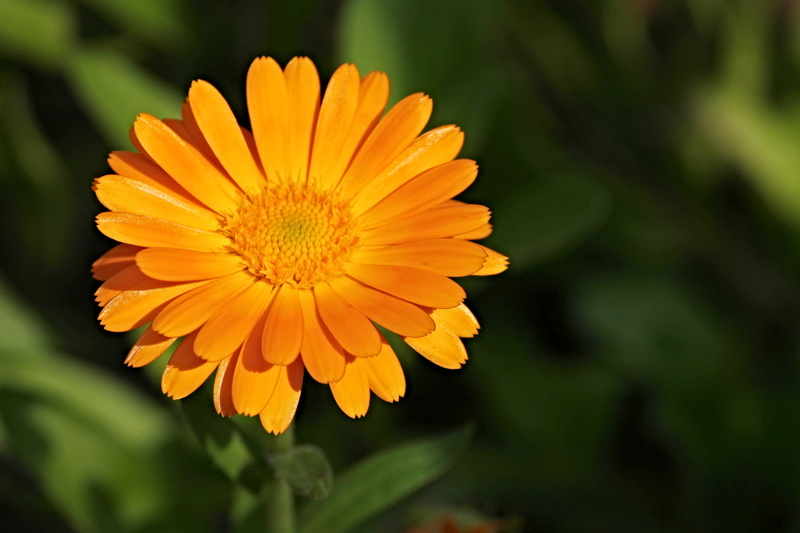 gardening, vulnerability, petals, growth, nature, daisy, marigold, flowering plant, selective, outdoors, orange, flower garden, summer flower, focus, garden