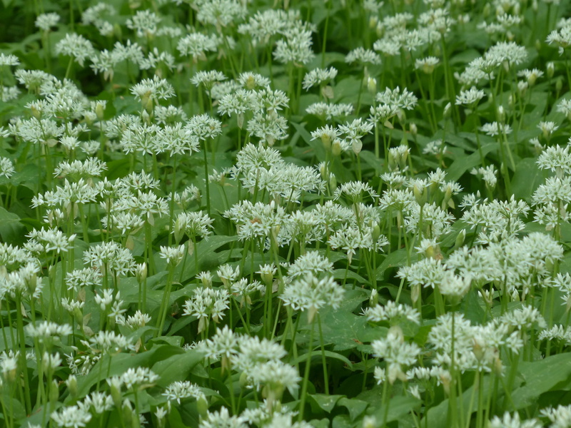vegetable plant, full frame, wild garlic, waldherre, ramsen, nature, plant part, food plant, field, day, plant, naturopathy, 4K, wood garlic, growth, green color