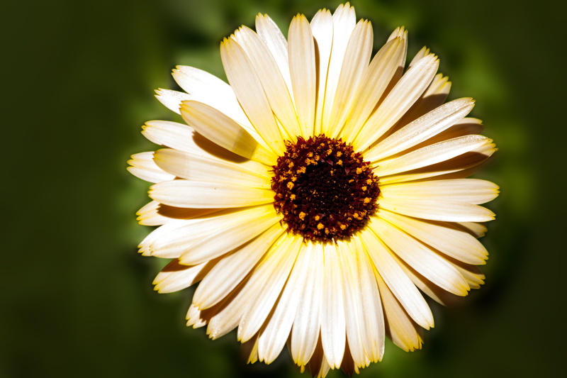 day, gardening, outdoors, pollen, pollination, focus on foreground, fragility, close-up, cream colors, 4K, calendula officinalis, yellow, freshness, bloom