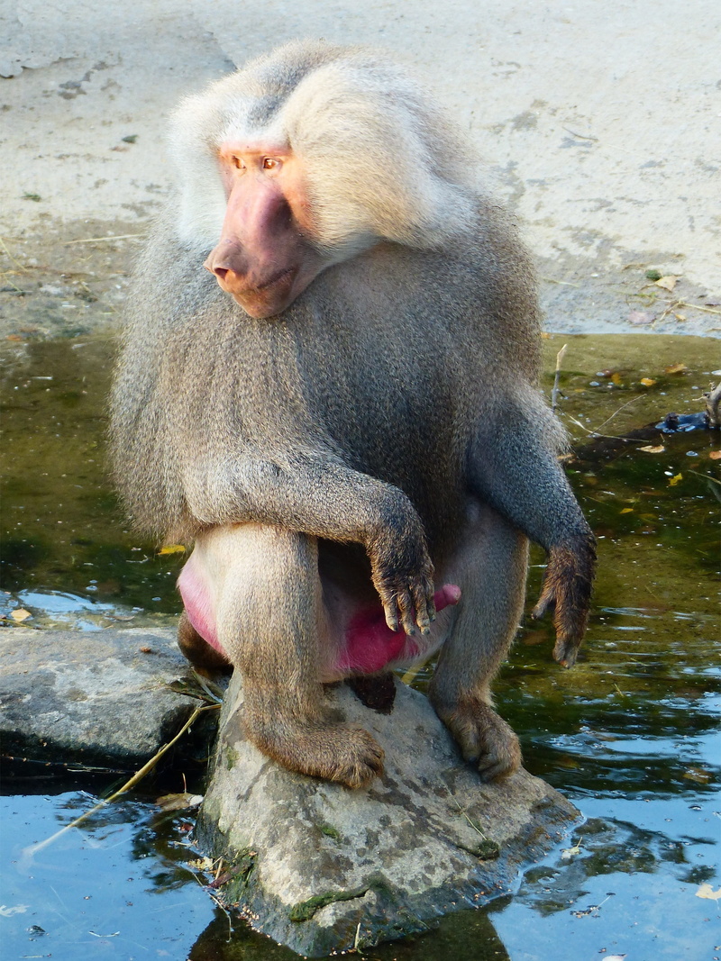augsburg, old animal, no people, one animal, zoo, day, Baboon, zoo augsburg, Monkey, primate, mane, animals, primates, 2K, drinking, sit, focus on foreground