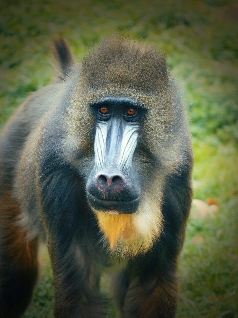 mammal, animal wildlife, no people, zoo augsburg, Mandrill, snout, primate, one animal, male, Monkey, day, nature, outdoors, portrait, baboon, animals in the wild