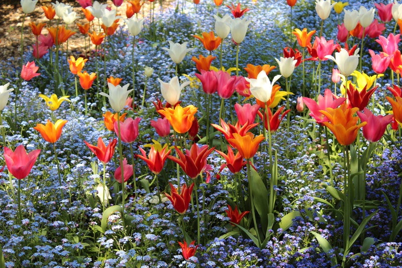 vulnerability, springtime flowers, tulip, field, pink, botanical garden augsburg, red, Tulips, Orange, bloom, Colorful, augsburg, day, flowers, plant, botanical garden