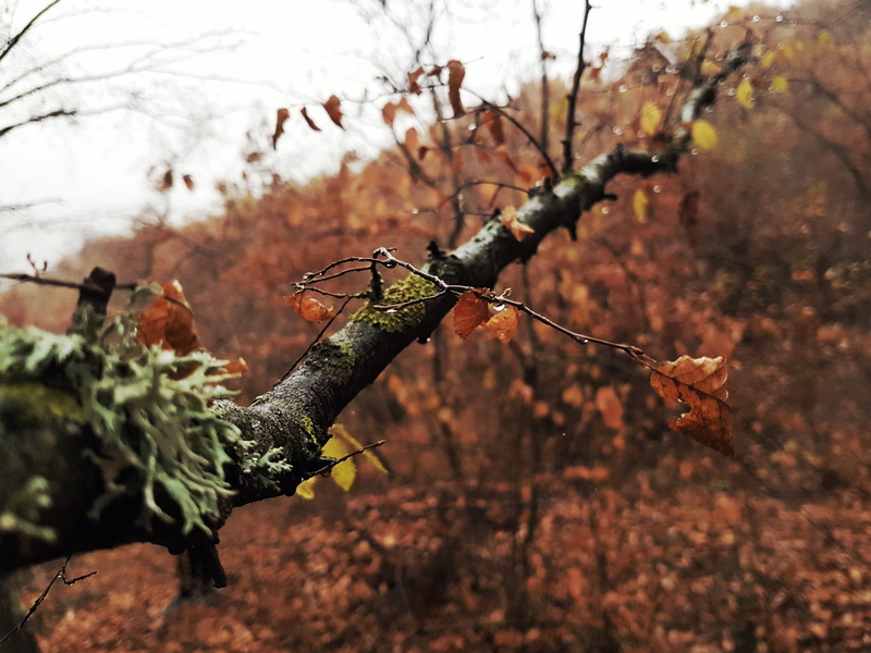 animal, land, close-up, dry, selective focus, focus on foreground, day, leaf, plant, gjilan, kosovo, autumn, forest, 4K, outdoors, plant part, animals in the wild