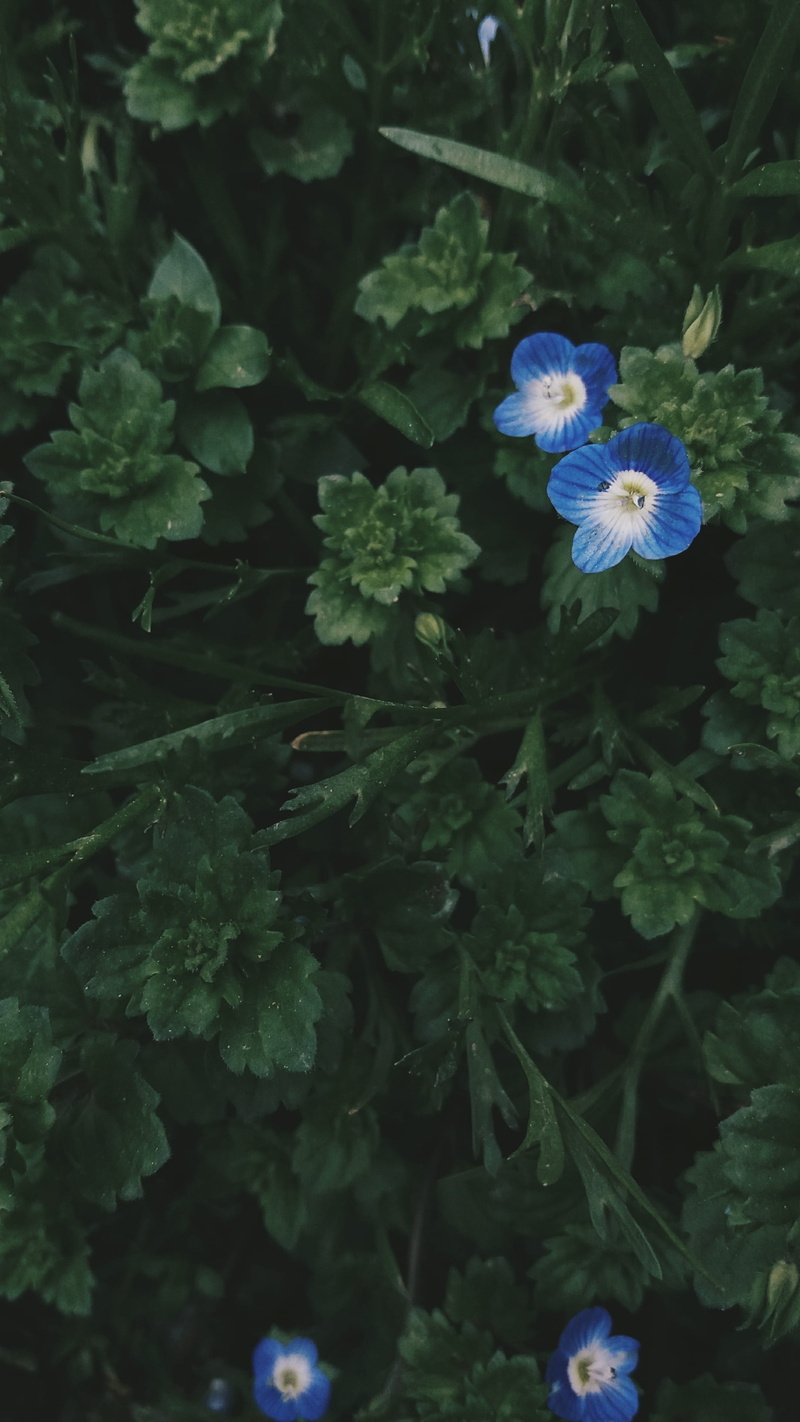 fragility, no people, high angle view, vulnerability, leaf, kosovo, flowering plant, flower, beauty in nature, inflorescence, blue, freshness, flower head