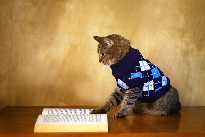 intellectual, 1 Sep, knowledge, wall, knowledge is power, grey, sweater, autumn, cat, book, striped, 1080P, The day of knowledge, reading, reader, jacket