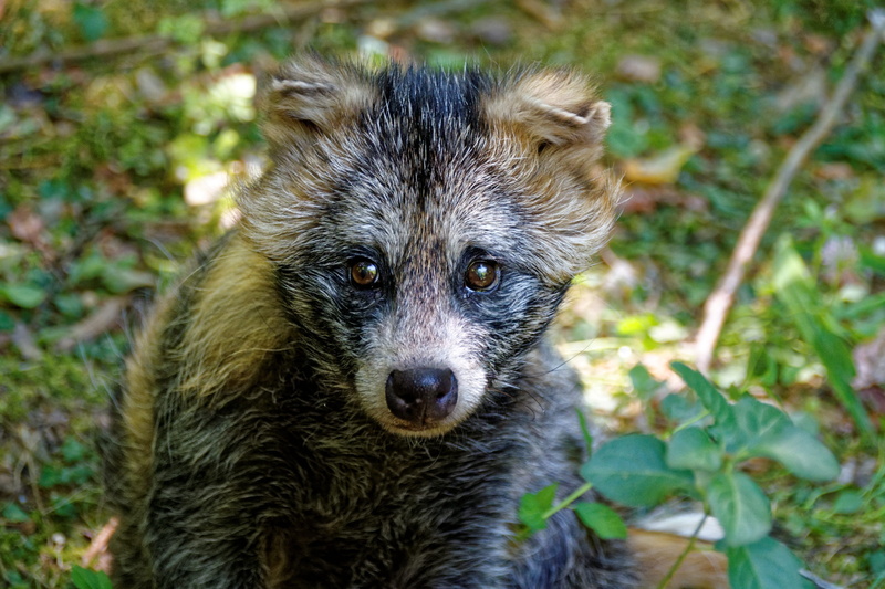 snout, obstfuchs, looking, domestic animals, close-up, Animal, no people, Raccoon Dog, mammal, land, domestic, Marten, fur, looking at camera, 2K, day