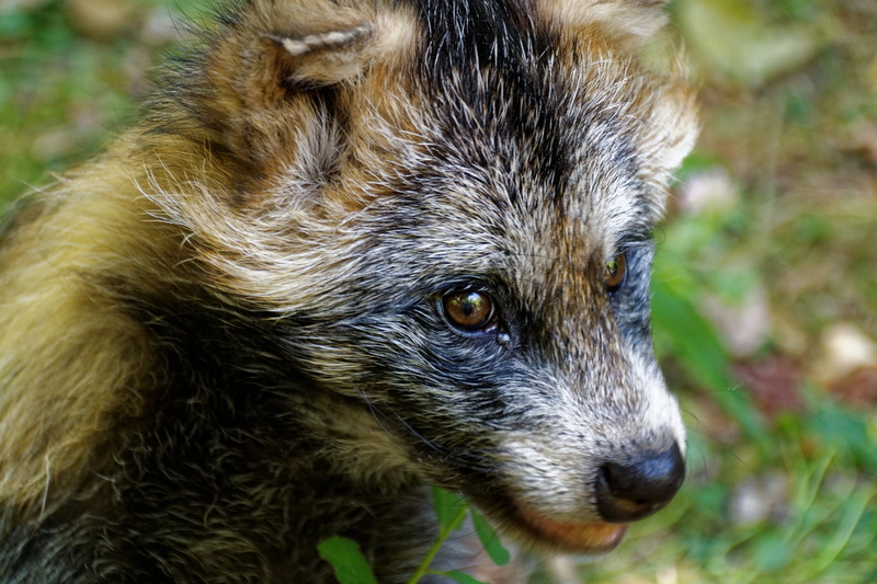 obstfuchs, fur, wild, zoo, marten, nature, day, enok, animal head, animals In The Wild, animal body part, one animal, animal, raccoon dog, dog, 2K, animal wildlife