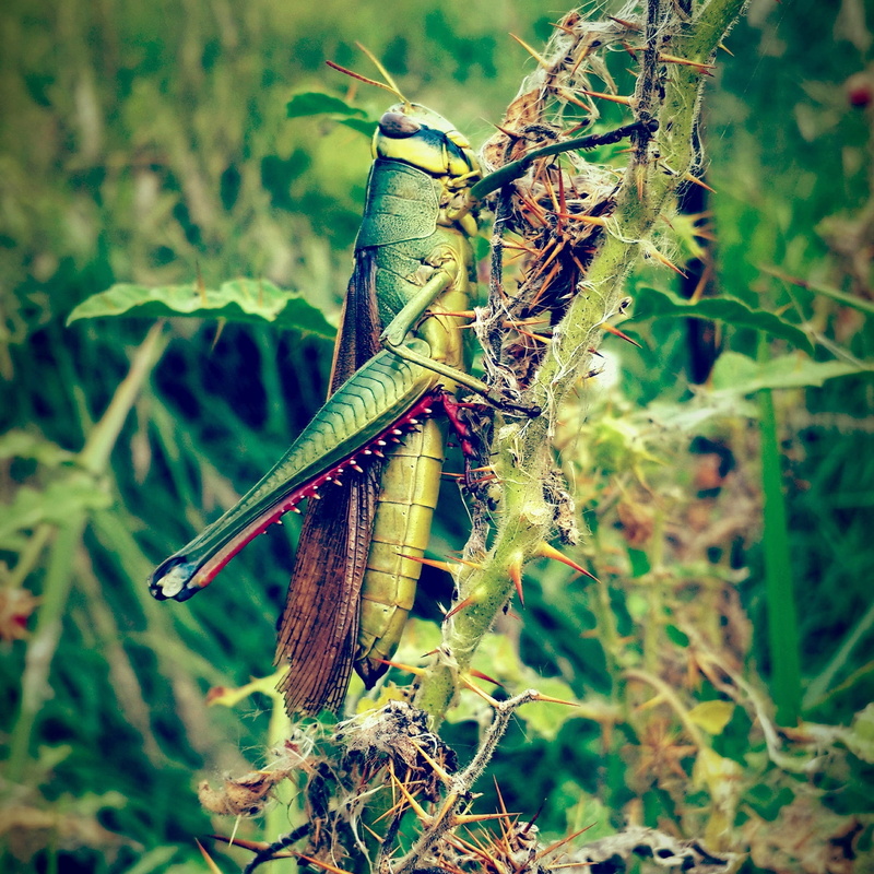 1080P, grasshopper, growth, insect, animal themes, animals In The Wild, animal wildlife, wildlife, beauty in nature, close-up, wild, day, Color, focus on foreground