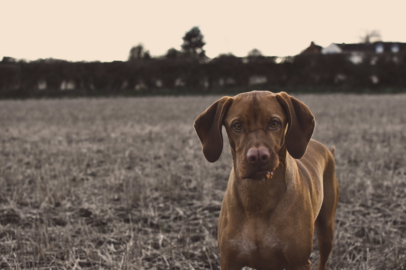 contemplation, animals, eyes, photo, plant, focus on foreground, outdoors, muzzle, labrador retriever, canine, trees, mammal, dog, field, domestic, park