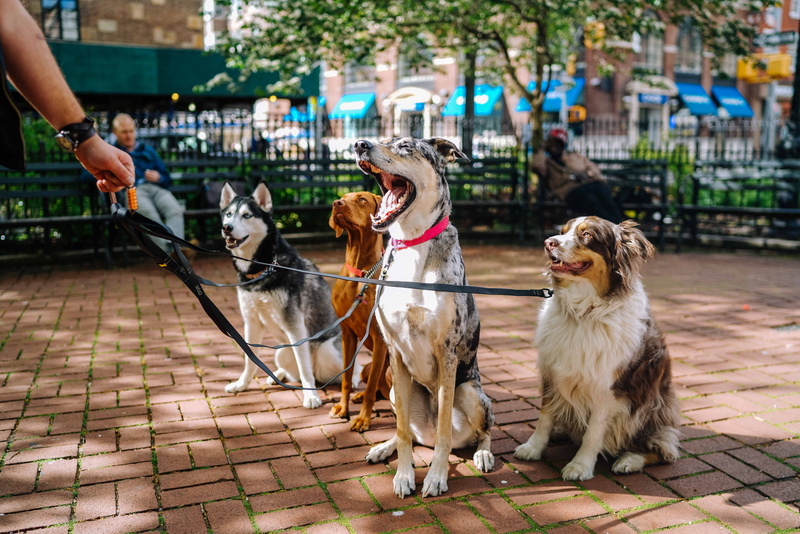 animal themes, dog, four, mammal, friendship, Siberian Husky, domestic animals, Harlequin, people, domestic, daytime, Great Dane, 8K, one person, merle