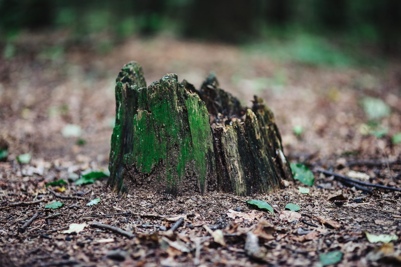 wood, leaf, small, wood - material, timber, tree, woods, 5K, walk, green, woodland, bark, nature, tree stump, close-up, dirt, summer, deforestation, day