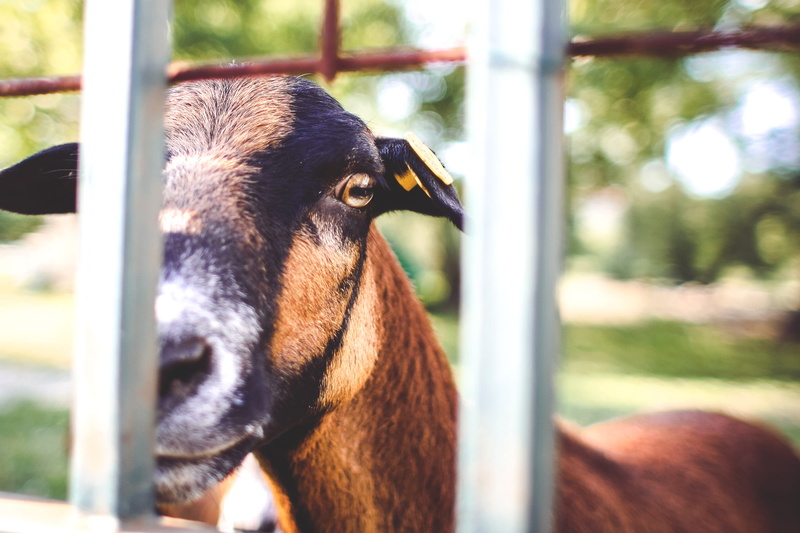 look, herbivorous, farm, Over The Fence, animal body part, animal, ranch, pets, Goat, animal themes, fence, mammal, nature, domestic animals, domestic