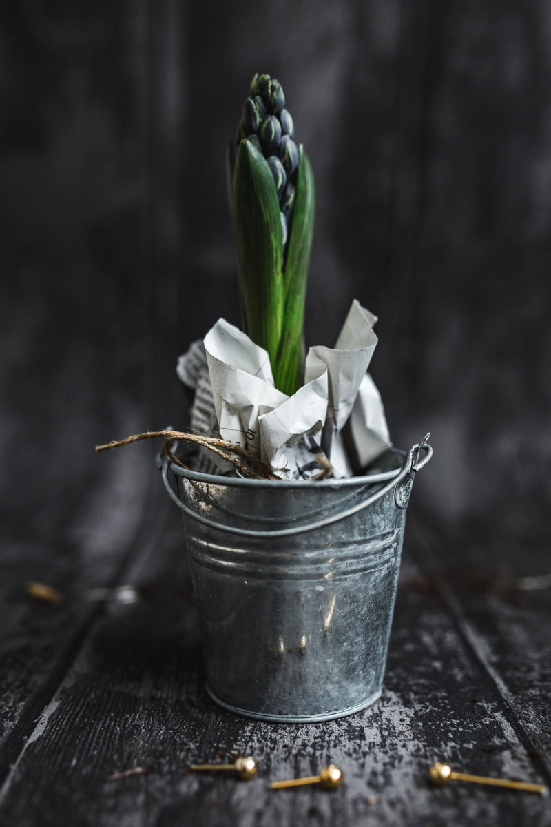 4K, rustic, healthy eating, green color, potted plant, ups, closeup, growing, dirt, food and drink, container, potted plants, pot, wellbeing, focus on foreground