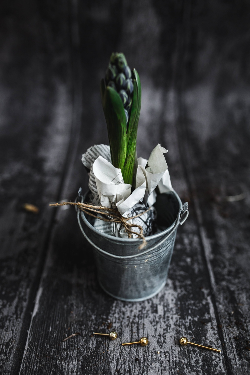 close, backgrounds, ups, food and drink, indoors, green color, no people, ground, selective focus, Hyacinths, freshness, container, potted, pot, closeup