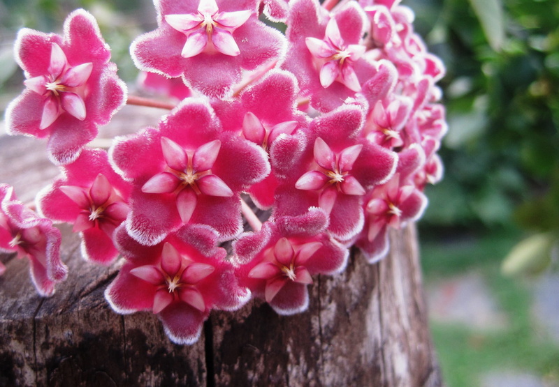 beauty in nature, 2K, tree, Pink, flower, Wax Plant, focus on foreground, growth, macro, pink Color, day, Florets, Hoya, velvety, flowering plant, waxy