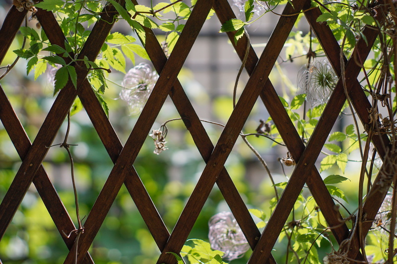 metal, barrier, leaf, protection, architecture, built structure, fence, garden, plant, growth, close-up, boundary, nature, no people, Vines, tree, outdoors