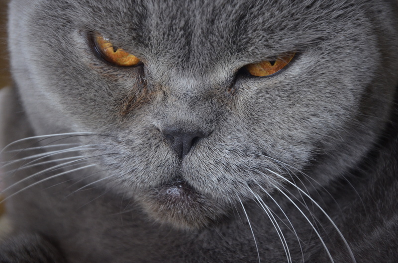 kitten, animal body part, gray, snout, close-up, tabby, young Animal, animal Head, whisker, purebred Cat, gray Hair, looking, yellow eyes, muzzle, feline