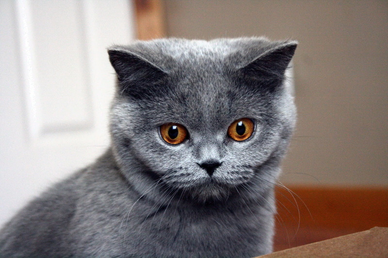 blue, no people, domestic animals, animals, vertebrate, close-up, British shorthair, feline, domestic, mammal, whisker, animal eye, one animal, domestic cat