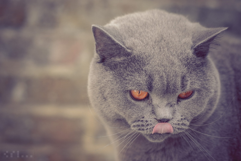 portrait, cat, domestic, British shorthair, feline, domestic animals, gray, animal body part, 1080P, animal eye, animal, animal themes, animal head, looking