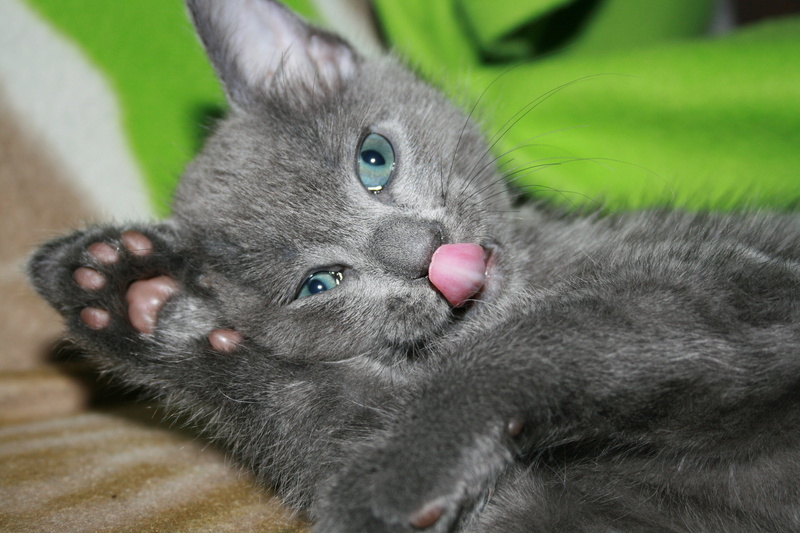 paw, cat, whisker, animal body part, animal, nature, 4K, vertebrate, young Animal, close-up, domestic Animals, cute, eye, fur, portrait, small, animals And Pets