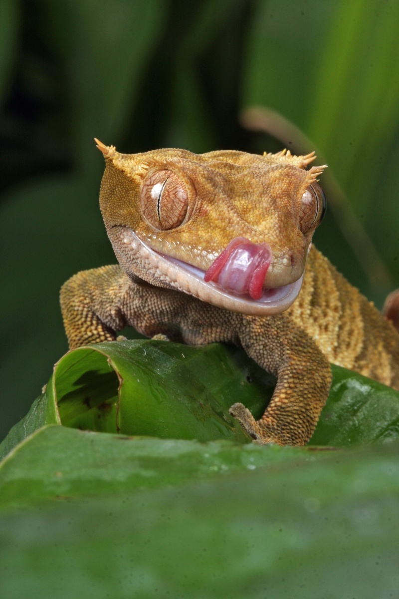 no people, wildlife, reptile, lips, brown, gecko, selective focus, 1080P, photography, close-up, mouth open, plant, day, vertebrate, details, tongue, plant part