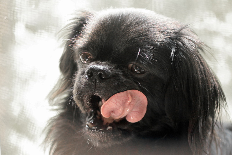 muzzle, dog, 2K, lips, licking