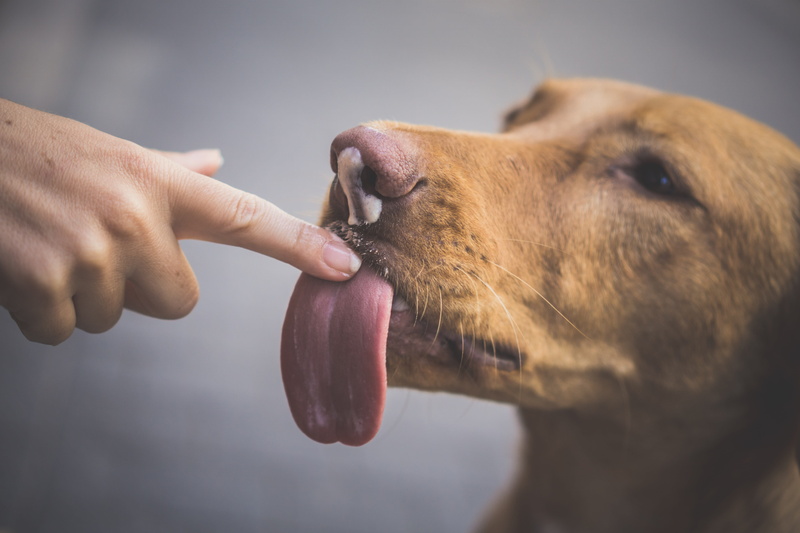licking, animal nose, domestic, animal teeth, snout, vertebrate, animal, grey, human body part, human hand, close-up, dog, eating, canine, crystal, animal mouth